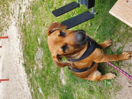 Müssen meine kinderliebe Hündin leider abgeben. Sie ist