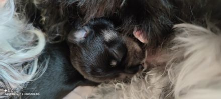 Schnauzer von der Burgrabis