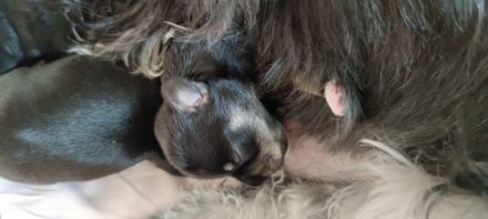 Schnauzer von der Burgrabis