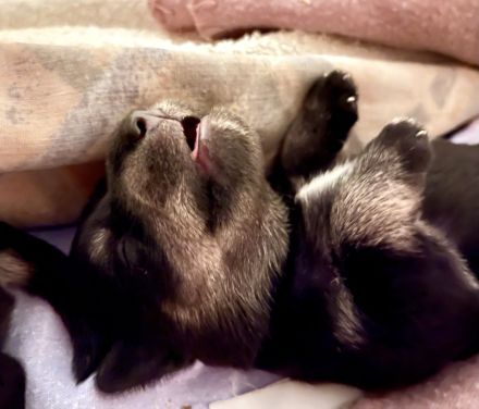 Schnauzer von der Burgrabis