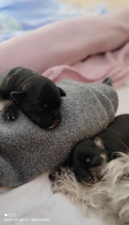 Schnauzer von der Burgrabis