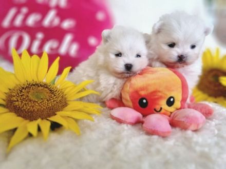 Unsere zwei (1w, 1m) wunderschönen Pomeranian Welpen in