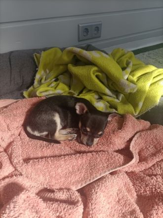 Die Kleine Maus sucht ein neues Zuhause sie ist 3