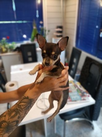 Die Kleine Maus sucht ein neues Zuhause sie ist 3