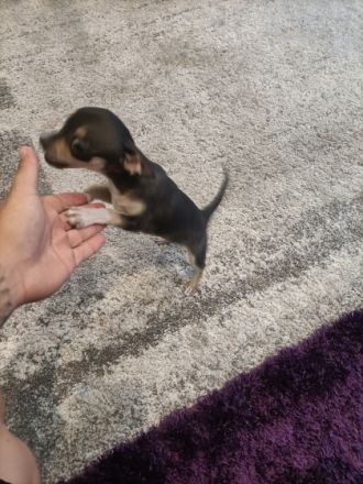 Die Kleine Maus sucht ein neues Zuhause sie ist 3