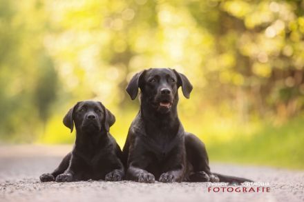 Labradorzucht von Brunnwiesen