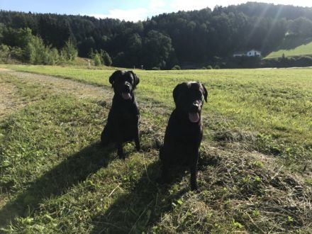 Labradorzucht von Brunnwiesen