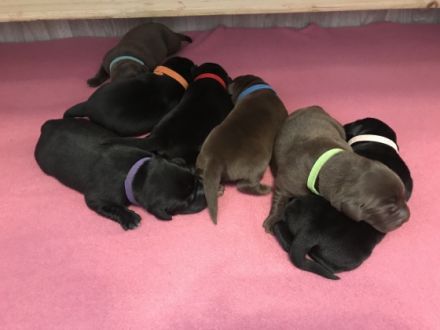 Labradorzucht von Brunnwiesen