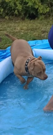 Hallo. Verkaufe meine kleine American Bully Hündin.Sie