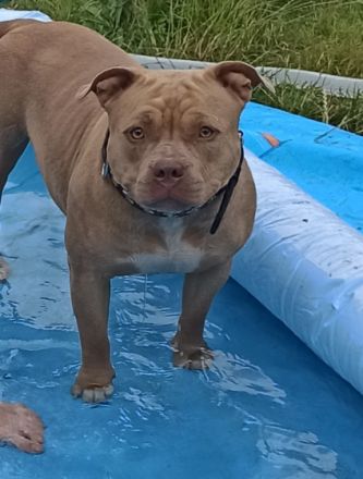 Hallo. Verkaufe meine kleine American Bully Hündin.Sie