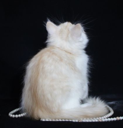 Valle Dragon bietet einen schönen und kräftigen Kater