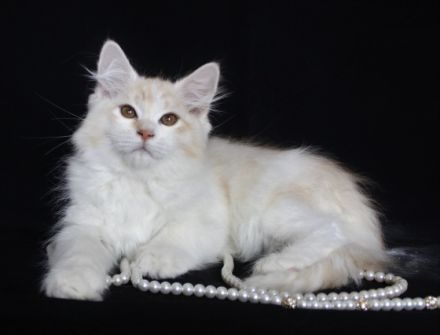 Valle Dragon bietet einen schönen und kräftigen Kater