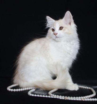 Valle Dragon bietet einen schönen und kräftigen Kater