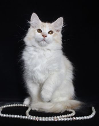 Valle Dragon bietet einen schönen und kräftigen Kater