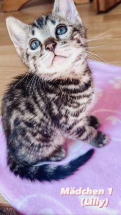 Verspielte Kuschelkitten suchen neuen Wirkungskreis in