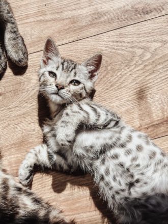 Verspielte Kuschelkitten suchen neuen Wirkungskreis in