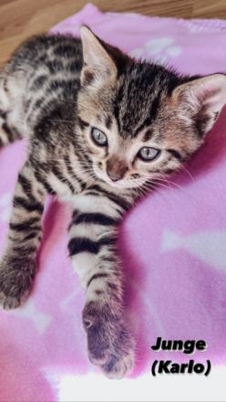 Verspielte Kuschelkitten suchen neuen Wirkungskreis in