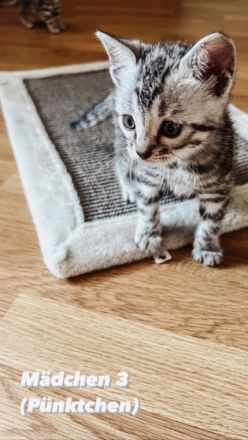 Verspielte Kuschelkitten suchen neuen Wirkungskreis in