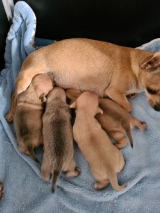 2 reinrassige chihuahua mädels suchen noch ein neues Zuhause