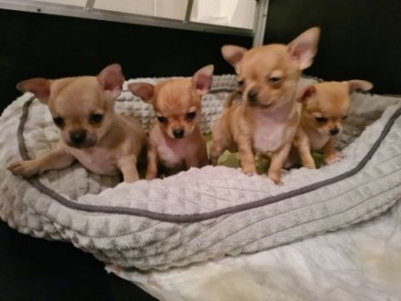 2 reinrassige chihuahua mädels suchen noch ein neues Zuhause