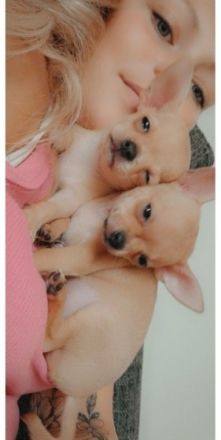 2 reinrassige chihuahua mädels suchen noch ein neues Zuhause
