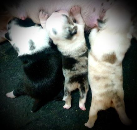 Unsere Welpen werden ausschließlich mit hochwertigem