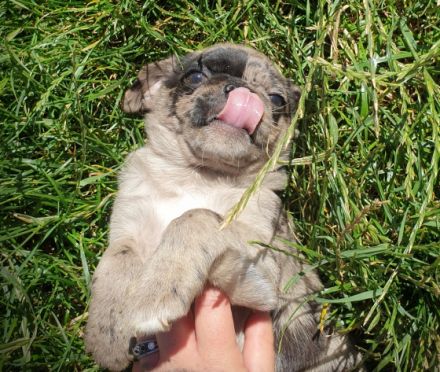 Unsere Welpen werden ausschließlich mit hochwertigem