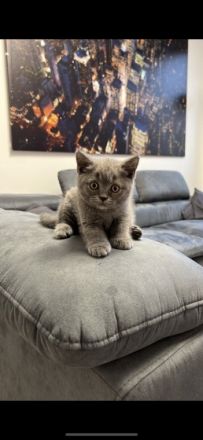 Hallo liebe Katzenliebhaber Suchen Sie einen Freund zum