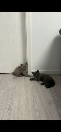 Hallo liebe Katzenliebhaber Suchen Sie einen Freund zum