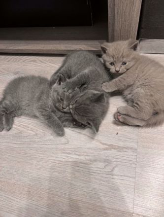 Hallo liebe Katzenliebhaber Suchen Sie einen Freund zum