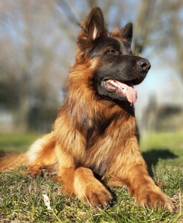 Gwenn vom Hitzenthaler Hof