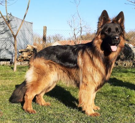 Gwenn vom Hitzenthaler Hof