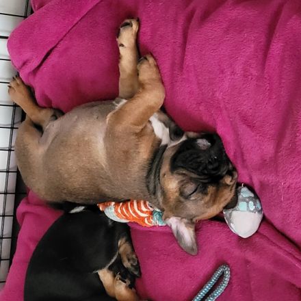 Hey Fellnasen Freunde Unsere Shiva hat am 30.05.22 7