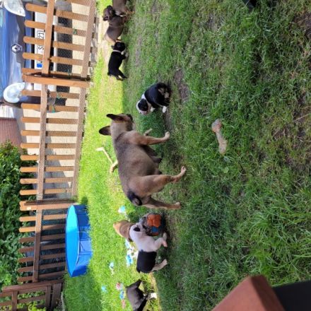 Hey Fellnasen Freunde Unsere Shiva hat am 30.05.22 7