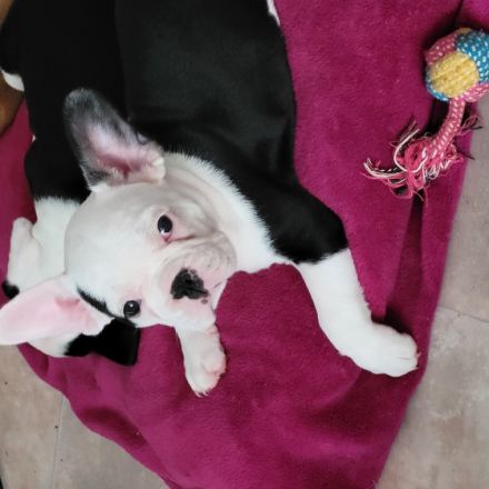 Hey Fellnasen Freunde Unsere Shiva hat am 30.05.22 7