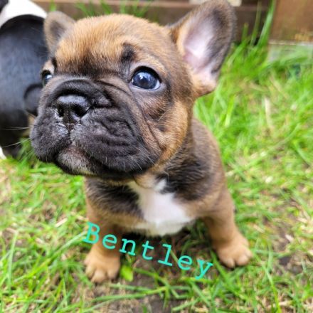 Hey Fellnasen Freunde Unsere Shiva hat am 30.05.22 7