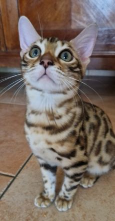 Nur noch 2 wunderschöne Mädchen frei.‼️‼️ Unsere