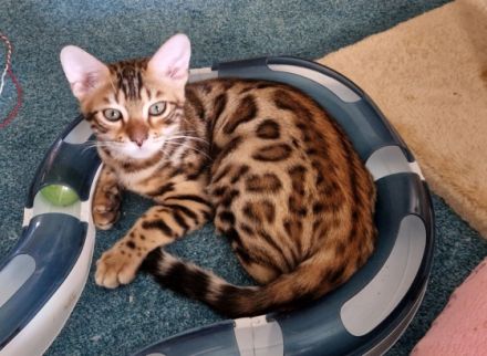 Nur noch 2 wunderschöne Mädchen frei.‼️‼️ Unsere