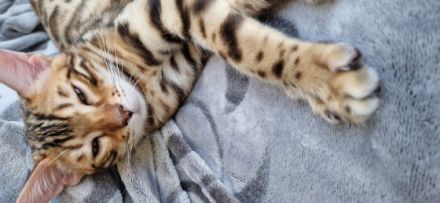 Nur noch 2 wunderschöne Mädchen frei.‼️‼️ Unsere