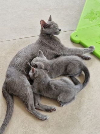 Russisch Blau Kitten - mit Stammbaum -