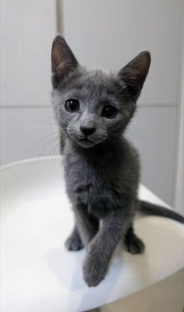 Russisch Blau Kitten - mit Stammbaum -