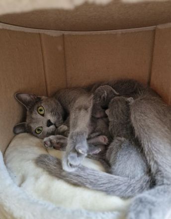 Russisch Blau Kitten - mit Stammbaum -