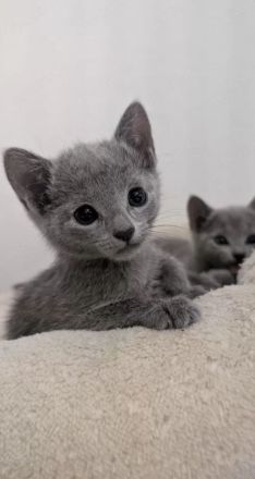 Russisch Blau Kitten - mit Stammbaum -