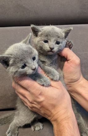 Russisch Blau Kitten - mit Stammbaum -
