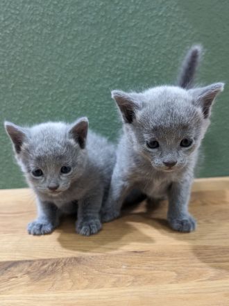 Russisch Blau Kitten - mit Stammbaum -