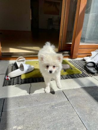 Ein kleine Pomeranian, rainrassig Zwergspitz Welpe