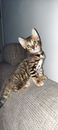 Bengal, Kitten