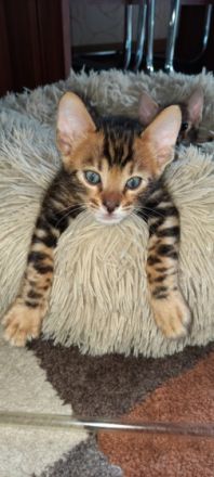 Bengal, Kitten