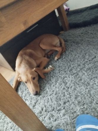 Chico, Hallo ihr lieben, aus privaten Gründen kann ich