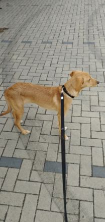 Chico, Hallo ihr lieben, aus privaten Gründen kann ich